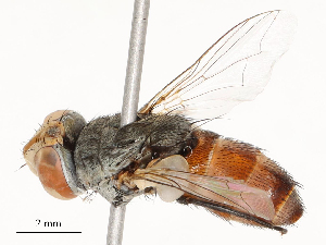  ( - CBG-A51940-G06)  @11 [ ] CreativeCommons - Attribution Share - Alike (2024) CBG Photography Group Centre for Biodiversity Genomics