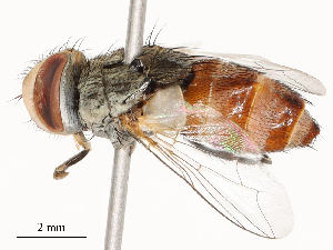  ( - CBG-A51940-G10)  @11 [ ] CreativeCommons - Attribution Share - Alike (2024) CBG Photography Group Centre for Biodiversity Genomics