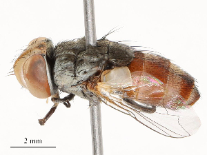 ( - CBG-A51940-H03)  @11 [ ] CreativeCommons - Attribution Share - Alike (2024) CBG Photography Group Centre for Biodiversity Genomics