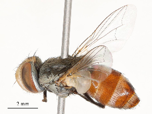  ( - CBG-A51940-H04)  @11 [ ] CreativeCommons - Attribution Share - Alike (2024) CBG Photography Group Centre for Biodiversity Genomics