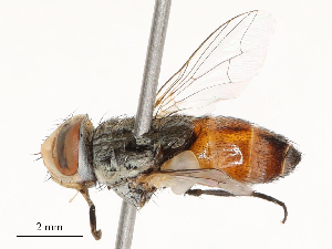  ( - CBG-A51940-H08)  @11 [ ] CreativeCommons - Attribution Share - Alike (2024) CBG Photography Group Centre for Biodiversity Genomics