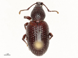  ( - CBG-A51941-F07)  @11 [ ] CreativeCommons - Attribution Share - Alike (2024) CBG Photography Group Centre for Biodiversity Genomics