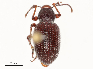  ( - CBG-A51941-F10)  @11 [ ] CreativeCommons - Attribution Share - Alike (2024) CBG Photography Group Centre for Biodiversity Genomics