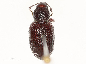  ( - CBG-A51941-G10)  @11 [ ] CreativeCommons - Attribution Share - Alike (2024) CBG Photography Group Centre for Biodiversity Genomics