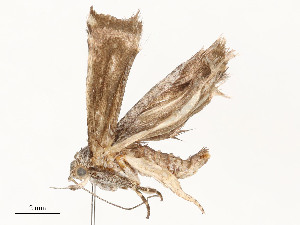  ( - CBG-A51942-G04)  @11 [ ] CreativeCommons - Attribution Share - Alike (2024) CBG Photography Group Centre for Biodiversity Genomics