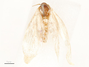  ( - CBG-A51942-G09)  @11 [ ] CreativeCommons - Attribution Share - Alike (2024) CBG Photography Group Centre for Biodiversity Genomics