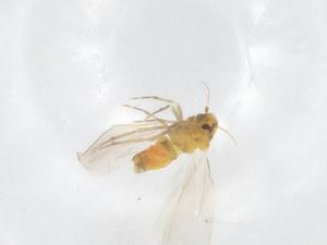  ( - CBG-A52874-F12)  @11 [ ] CreativeCommons - Attribution Share - Alike (2024) Centre for Biodiversity Genomics Centre for Biodiversity Genomics