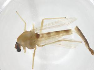  (Chironomus sp. februarius - CBG-A52882-G04)  @11 [ ] CreativeCommons - Attribution Share - Alike (2024) Centre for Biodiversity Genomics Centre for Biodiversity Genomics