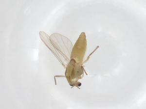  (Cladotanytarsus bilinearis - CBG-A55735-D08)  @11 [ ] CreativeCommons - Attribution Share - Alike (2024) Centre for Biodiversity Genomics Centre for Biodiversity Genomics