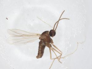  ( - CBG-A55738-F04)  @11 [ ] CreativeCommons - Attribution Share - Alike (2024) Centre for Biodiversity Genomics Centre for Biodiversity Genomics