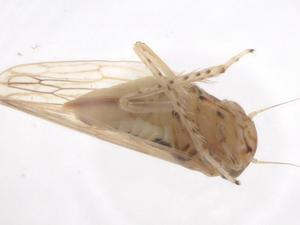  ( - CBG-A55759-G01)  @11 [ ] CreativeCommons - Attribution Share - Alike (2024) Centre for Biodiversity Genomics Centre for Biodiversity Genomics