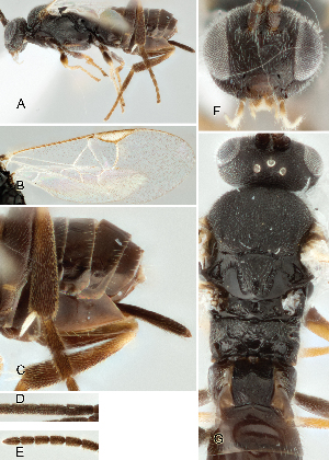  ( - DHJPAR0001616)  @12 [ ] CreativeCommons  Attribution Non-Commercial Share-Alike (2018) Jose Fernandez-Triana Canadian National Collection of Insects, Arachnids and Nematodes