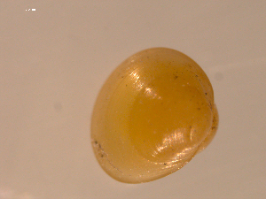  (Pisidium subtruncatum - 10PROBE-22774)  @11 [ ] CreativeCommons - Attribution (2010) CBG Photography Group Centre for Biodiversity Genomics