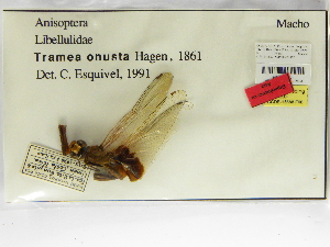  ( - INB0003578377)  @11 [ ] Copyright (2012) B. Haber Instituto Nacional de Biodiversidad