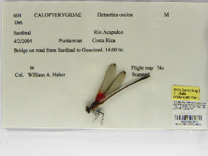  ( - INB0004315515)  @11 [ ] Copyright (2012) B. Haber Instituto Nacional de Biodiversidad