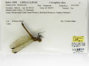 (Cannaphila vibex - INB0004315539)  @12 [ ] Copyright (2012) B. Haber Instituto Nacional de Biodiversidad