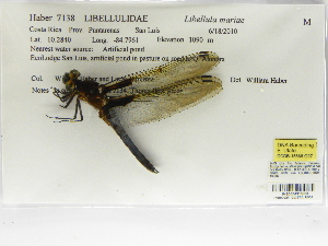  (Libellula mariae - INB0004315883)  @13 [ ] Copyright (2012) B. Haber Instituto Nacional de Biodiversidad