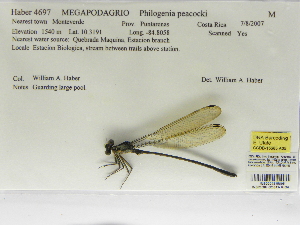  (Philogenia peacocki - INB0004315895)  @13 [ ] Copyright (2012) B. Haber Instituto Nacional de Biodiversidad