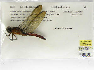  (Libellula herculea - INB0004315979)  @11 [ ] Copyright (2012) B. Haber Instituto Nacional de Biodiversidad