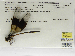  (Thaumatoneura inopinata - INB0004316003)  @11 [ ] Copyright (2012) B. Haber Instituto Nacional de Biodiversidad