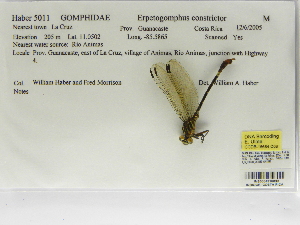  (Erpetogomphus constrictor - INB0004316039)  @11 [ ] Copyright (2012) B. Haber Instituto Nacional de Biodiversidad