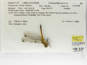  (Cannaphila mortoni - INB0004316233)  @12 [ ] Copyright (2012) B. Haber Instituto Nacional de Biodiversidad