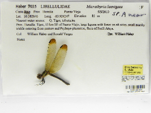  ( - INB0004316251)  @12 [ ] Copyright (2012) B. Haber Instituto Nacional de Biodiversidad