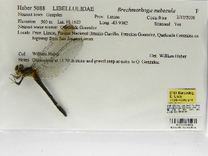  (Brechmorhoga nubecula - INB0004316323)  @13 [ ] Copyright (2012) B. Haber Instituto Nacional de Biodiversidad