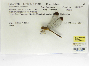  (Uracis imbuta - INB0004316330)  @13 [ ] Copyright (2012) B. Haber Instituto Nacional de Biodiversidad