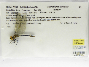  ( - INB0004316354)  @12 [ ] Copyright (2012) B. Haber Instituto Nacional de Biodiversidad