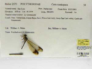  (Miocora semiopaca - INB0004316371)  @11 [ ] Copyright (2012) B. Haber Instituto Nacional de Biodiversidad