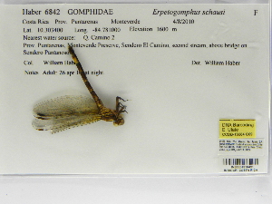  (Erpetogomphus schausi - INB0004316491)  @12 [ ] Copyright (2012) B. Haber Instituto Nacional de Biodiversidad
