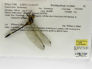  (Brechmorhoga pertinax - INB0004316507)  @12 [ ] Copyright (2012) B. Haber Instituto Nacional de Biodiversidad