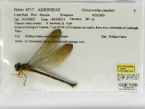  (Gynacantha caudata - INB0004316612)  @13 [ ] Copyright (2012) B. Haber Instituto Nacional de Biodiversidad