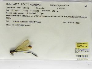  (Miocora peraltica - INB0004316613)  @12 [ ] Copyright (2012) B. Haber Instituto Nacional de Biodiversidad
