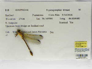  (Erpetogomphus tristani - INB0004316636)  @11 [ ] Copyright (2012) B. Haber Instituto Nacional de Biodiversidad