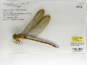  ( - INB0004318618)  @12 [ ] Copyright (2012) B. Haber Instituto Nacional de Biodiversidad