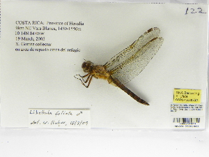  (Libellula foliata - INB0004318711)  @12 [ ] Copyright (2012) B. Haber Instituto Nacional de Biodiversidad