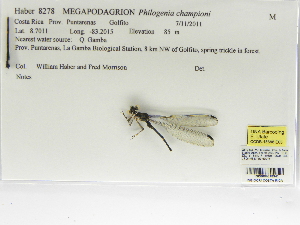  (Philogenia championi - INB0004318941)  @13 [ ] Copyright (2012) B. Haber Instituto Nacional de Biodiversidad