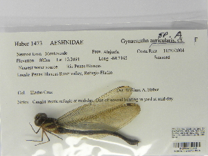  (Gynacantha sp. A - INB0004319185)  @12 [ ] Copyright (2012) B. Haber Instituto Nacional de Biodiversidad