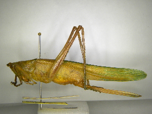  (Neoconocephalus affinis - INBIOCRI000664790)  @13 [ ] Copyright (2012) C. Hernandez Instituto Nacional de Biodiversidad