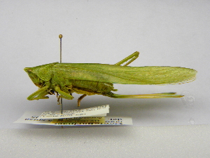  (Neoconocephalus spiza - INBIOCRI001158838)  @11 [ ] Copyright (2012) C. Hernandez Instituto Nacional de Biodiversidad