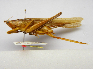  (Neoconocephalus punctipes - INBIOCRI001320972)  @14 [ ] Copyright (2012) C. Hernandez Instituto Nacional de Biodiversidad