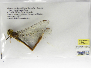  (Gynacantha tibiata - INBIOCRI002724679)  @12 [ ] Copyright (2012) B. Haber Instituto Nacional de Biodiversidad
