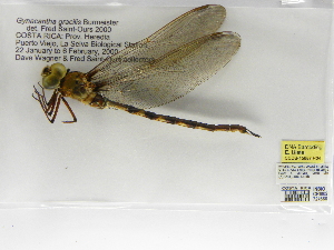  (Gynacantha gracilis - INBIOCRI002724688)  @14 [ ] Copyright (2012) B. Haber Instituto Nacional de Biodiversidad