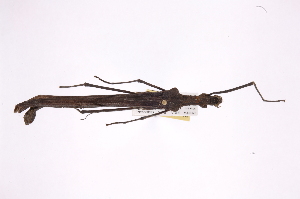  ( - INB0003737857)  @11 [ ] Copyright (2012) I. Cruz Instituto Nacional de Biodiversidad