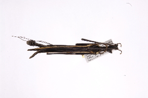  ( - INB0003888641)  @11 [ ] Copyright (2012) I. Cruz Instituto Nacional de Biodiversidad