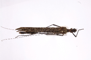  (Stratocles - INB0003959511)  @14 [ ] Copyright (2012) I. Cruz Instituto Nacional de Biodiversidad