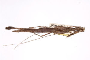  (Paraprisopus icl04 - INB0004176002)  @13 [ ] Copyright (2012) I. Cruz Instituto Nacional de Biodiversidad