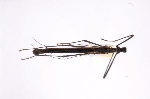  ( - INB0004210527)  @11 [ ] Copyright (2012) I. Cruz Instituto Nacional de Biodiversidad